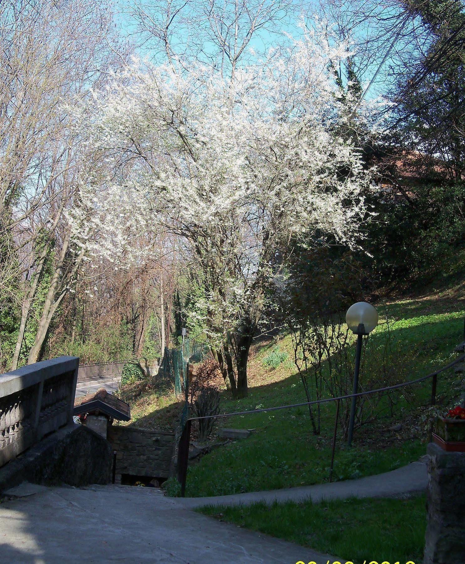 贝尔加莫伊格里住宿加早餐旅馆住宿加早餐旅馆 外观 照片